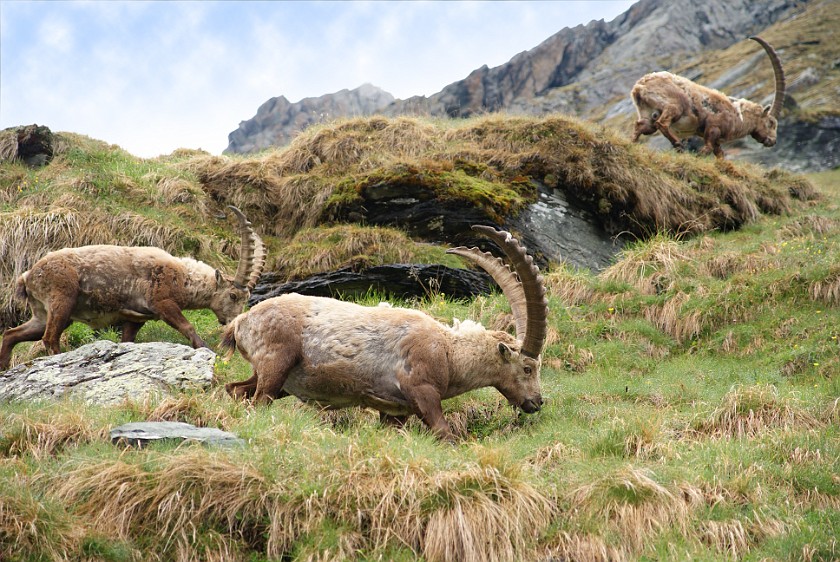 Herd of Wild Ibexes. Ibexes. near Heiligenblut. .