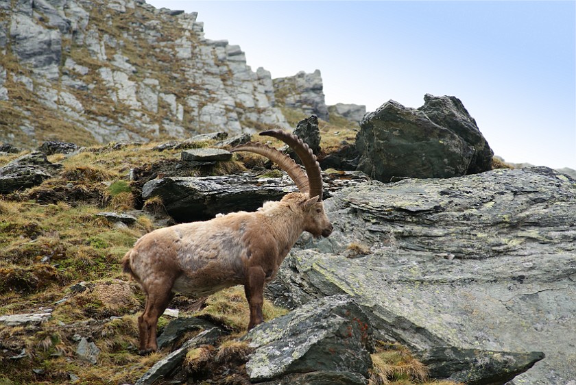 Herd of Wild Ibexes. Male Ibex. near Heiligenblut. .