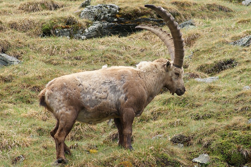 Herd of Wild Ibexes. Male Ibex. near Heiligenblut. .