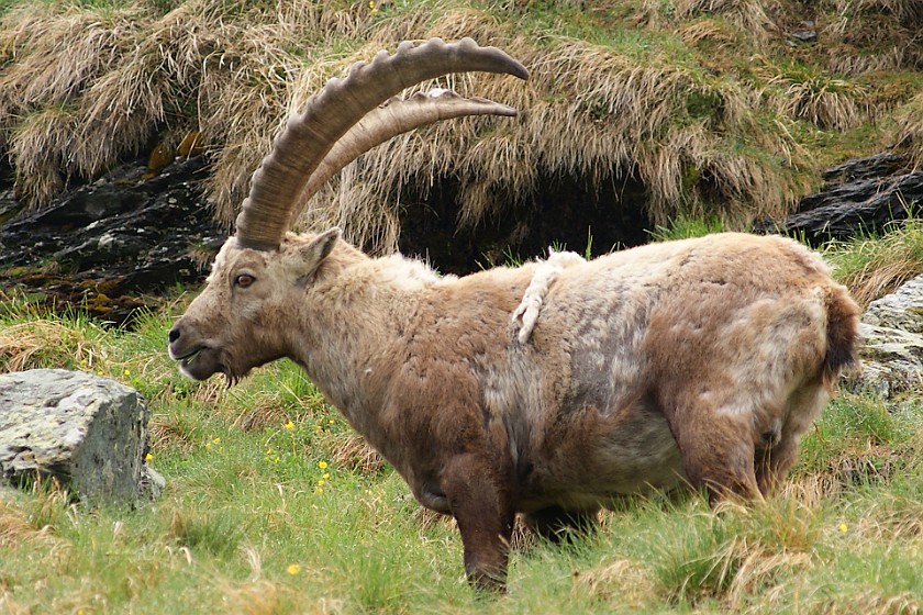 Herd of Wild Ibexes. Male Ibex. near Heiligenblut. .