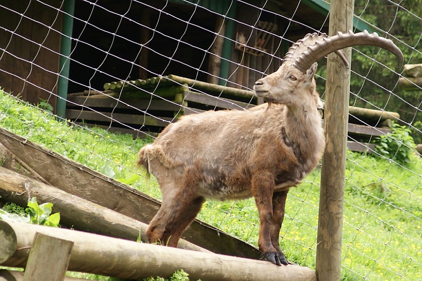 Wildpark Ferleiten. Male Ibex. Ferleiten. .