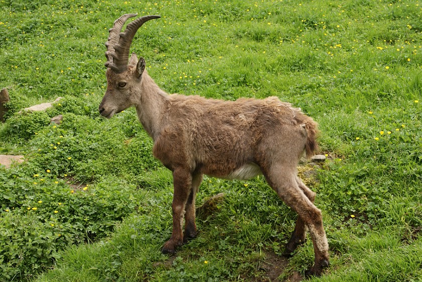 Wildpark Ferleiten. Ibex Calf. Ferleiten. .