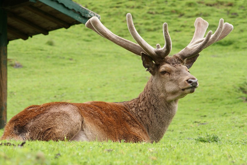 Wildpark Ferleiten. Deer. Ferleiten. .