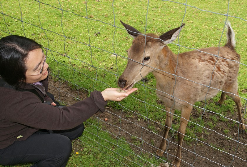 Wildpark Ferleiten. Feeding a Deer. Ferleiten. .