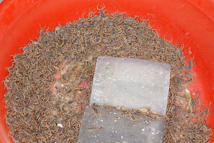 Liquan Yuan Village. Alive Scorpions. Liquan Yuan. .
