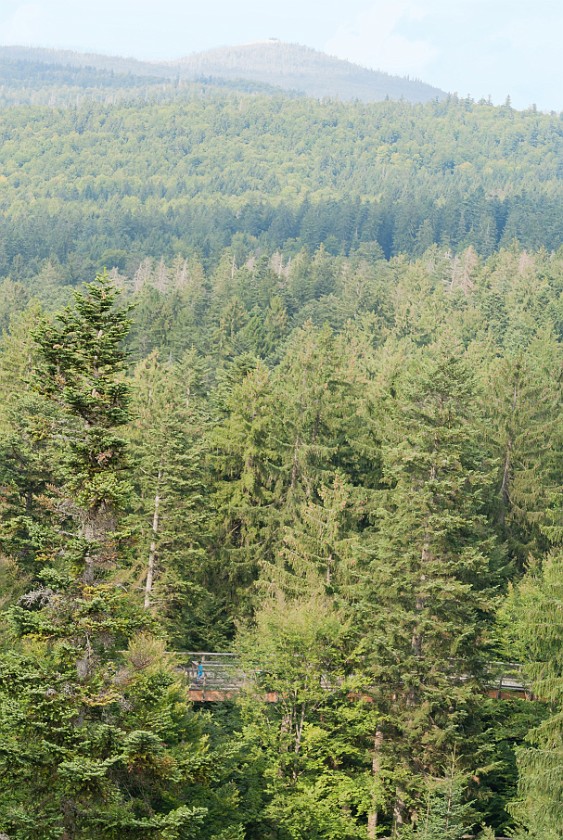 Tree Top Walk at the National Park Center Lusen. View on the Lusen peak. near Neuschönau. .