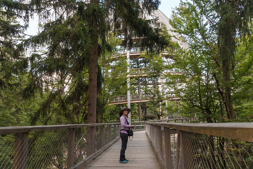 Tree Top Walk at the National Park Center Lusen. Walk near the dome. near Neuschönau. .