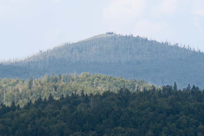 Tree Top Walk at the National Park Center Lusen. View on the Lusen peak. near Neuschönau. .