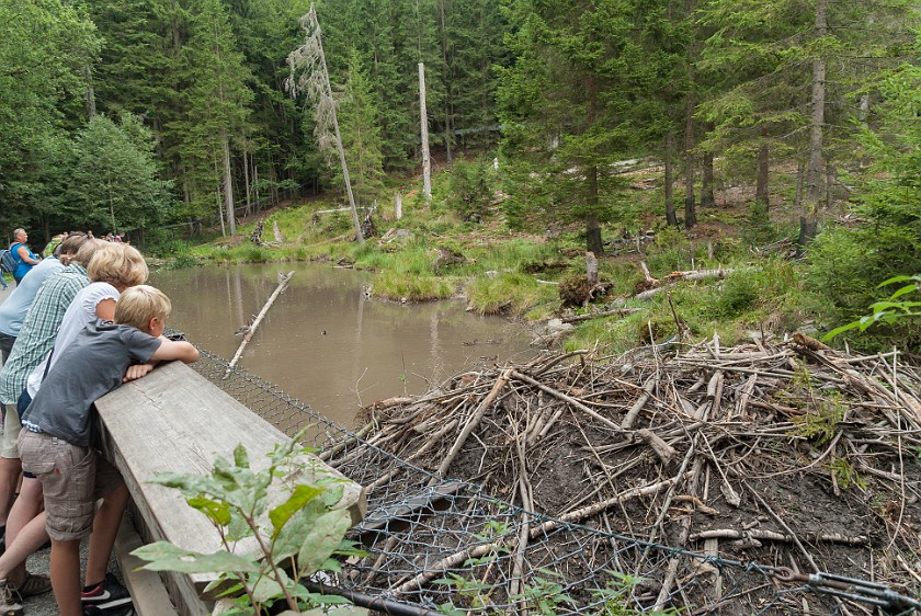 Wildlife Enclosures at the National Park Center Lusen. Beaver dam. near Neuschönau. .