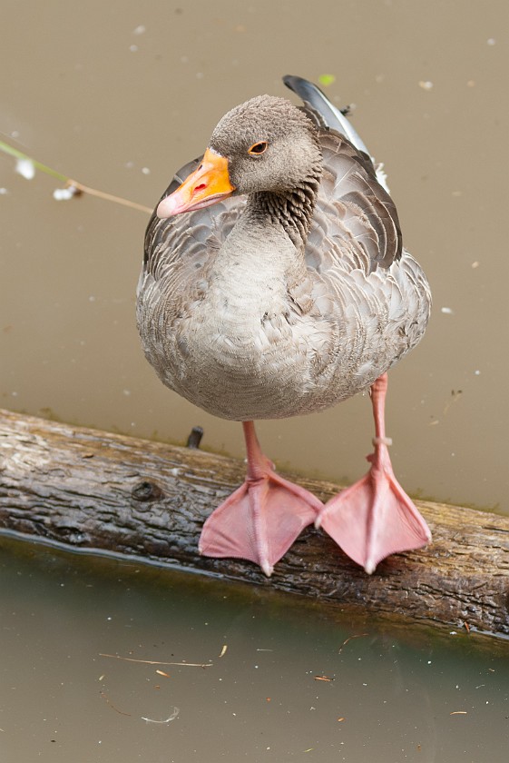 Wildlife Enclosures at the National Park Center Lusen. Duck. near Neuschönau. .