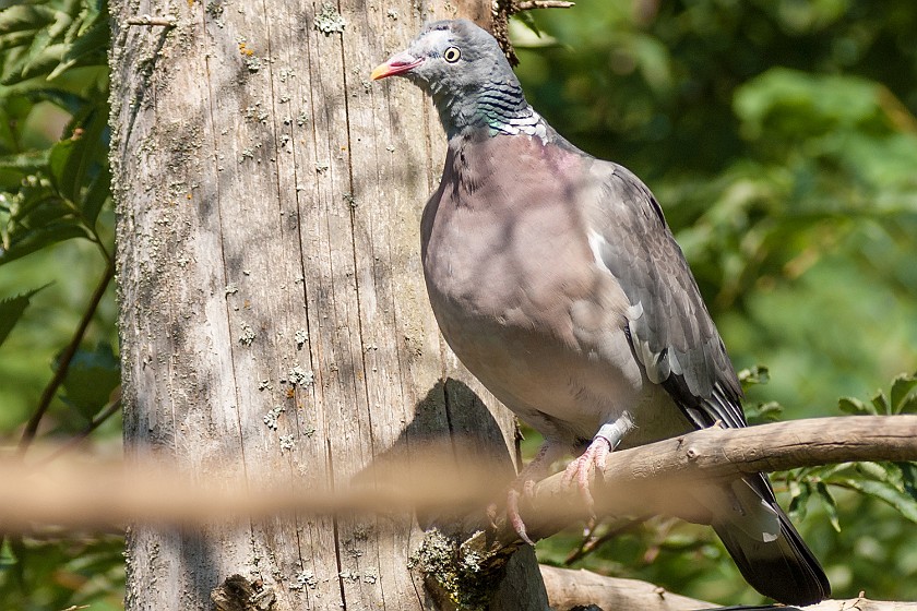 Wildlife Enclosures at the National Park Center Lusen. Pigeon. near Neuschönau. .