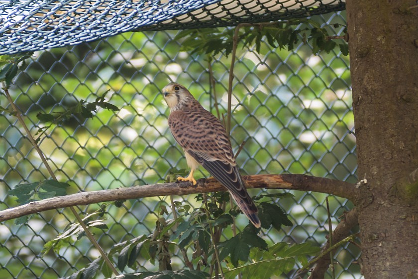 Wildlife Enclosures at the National Park Center Lusen. Buzzard. near Neuschönau. .