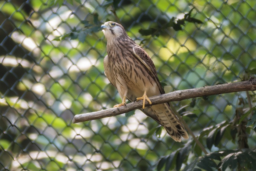 Wildlife Enclosures at the National Park Center Lusen. Buzzard. near Neuschönau. .