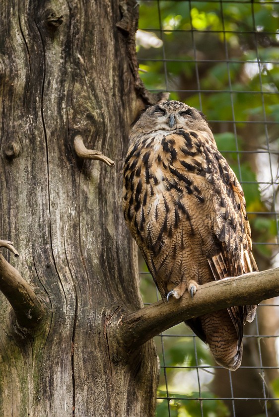 Wildlife Enclosures at the National Park Center Lusen. Owl. near Neuschönau. .