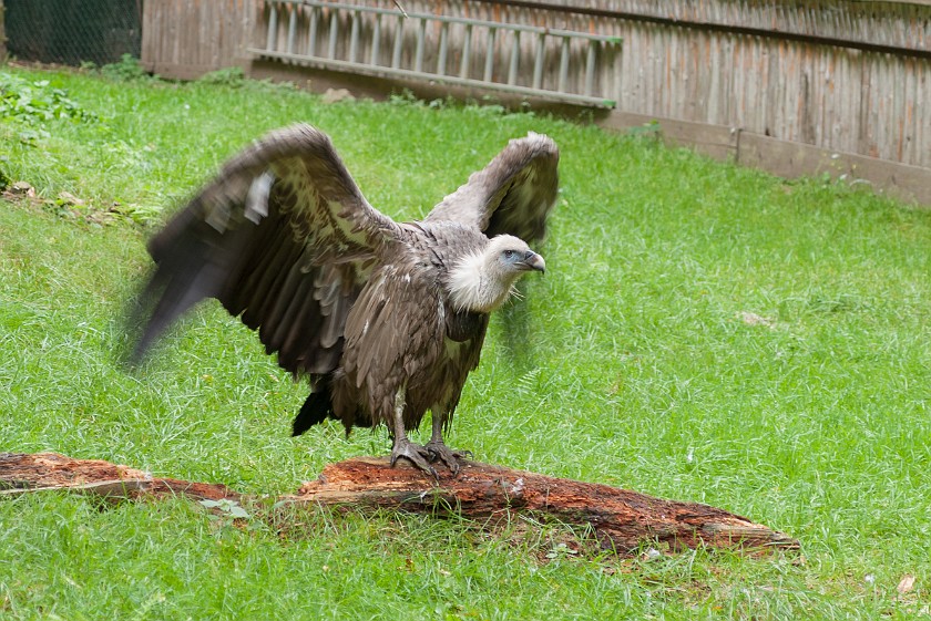 Wildlife Enclosures at the National Park Center Lusen. Vulture. near Neuschönau. .