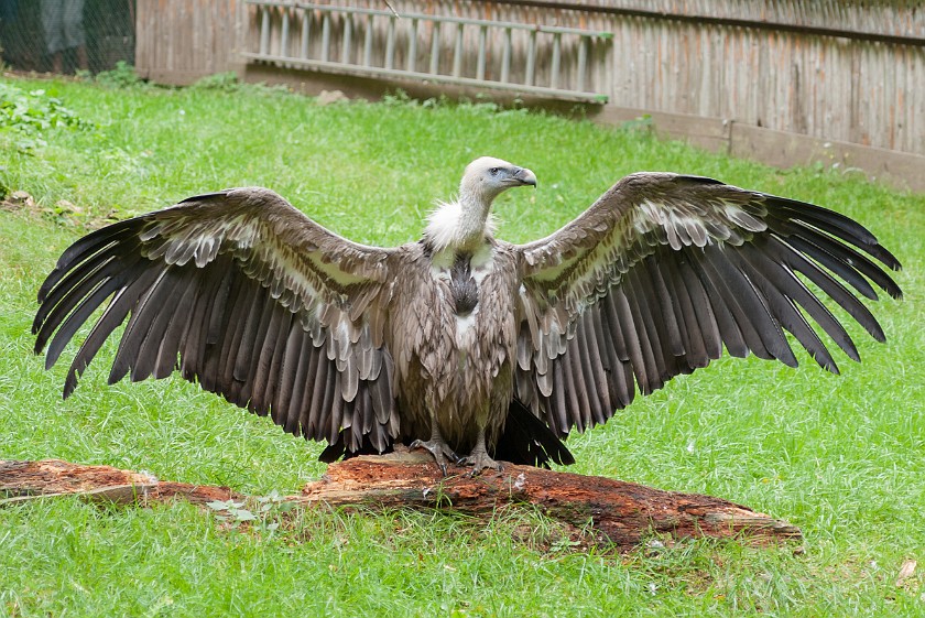 Wildlife Enclosures at the National Park Center Lusen. Vulture. near Neuschönau. .