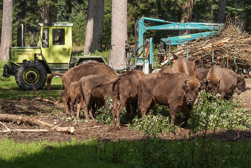 Wildlife Enclosures at the National Park Center Lusen. Wisents. near Neuschönau. .