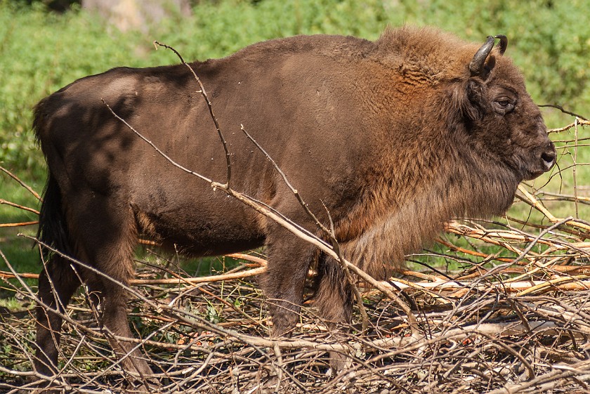 Wildlife Enclosures at the National Park Center Lusen. Wisent. near Neuschönau. .