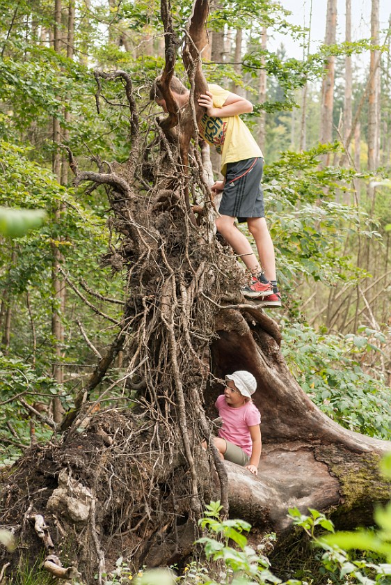 Wildlife Enclosures at the National Park Center Lusen. Children on a tree stump. near Neuschönau. .