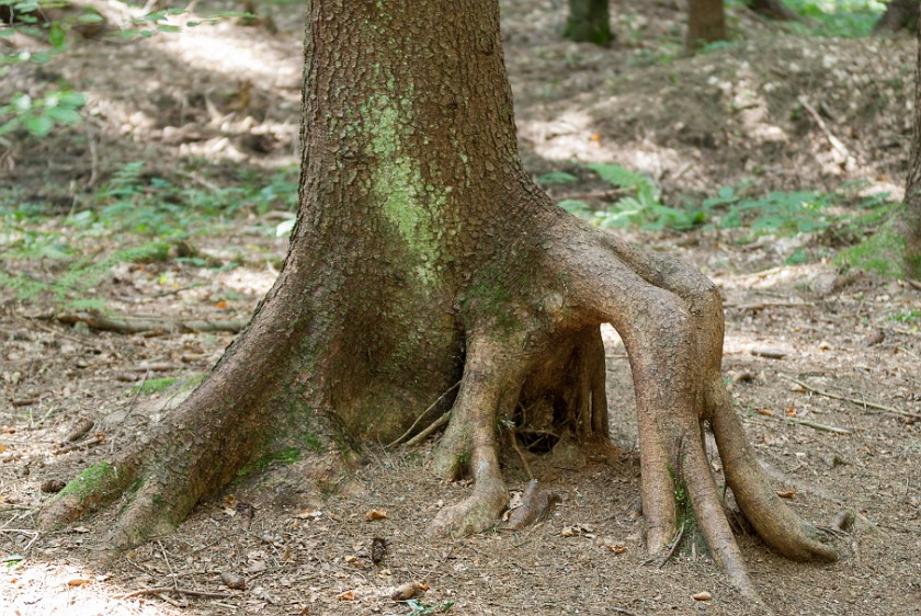 Wildlife Enclosures at the National Park Center Lusen. Tree and roots. near Neuschönau. .