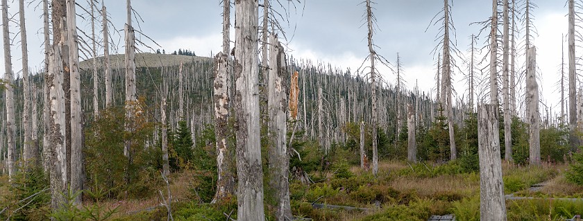 Lusen Peak. Dead tree forest. near Neuschönau. .