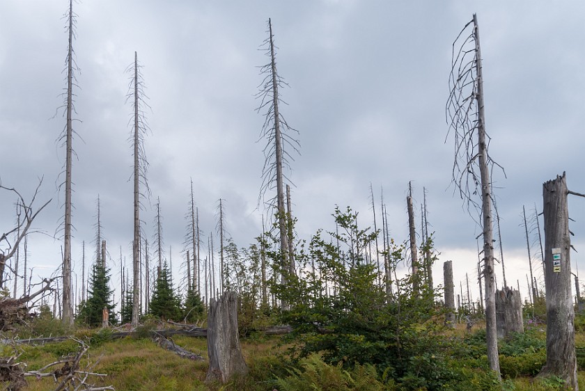 Lusen Peak. Dead trees. near Neuschönau. .