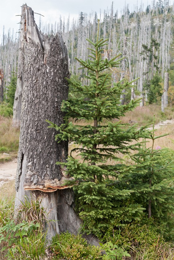Lusen Peak. Dead and living tree. near Neuschönau. .