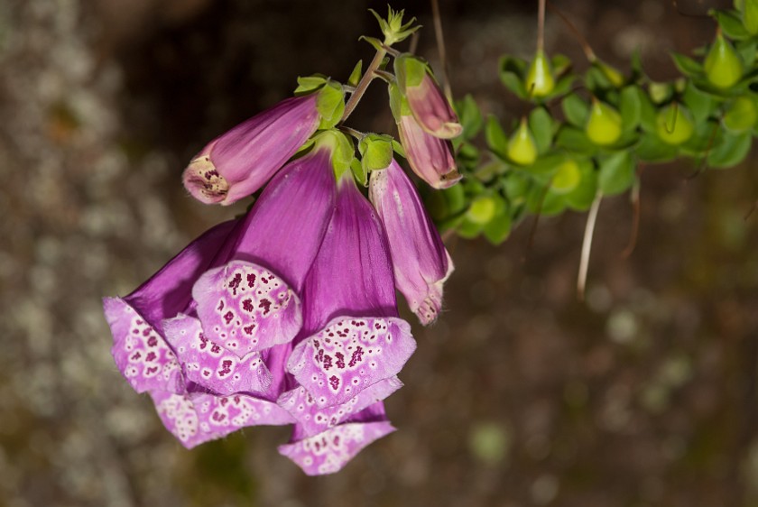 Lusen Peak. Flower. near Neuschönau. .