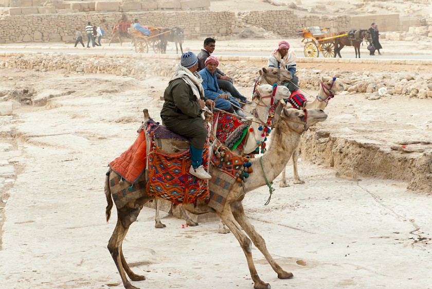 Pyramids of Giza. Camels and riders. Cairo. .