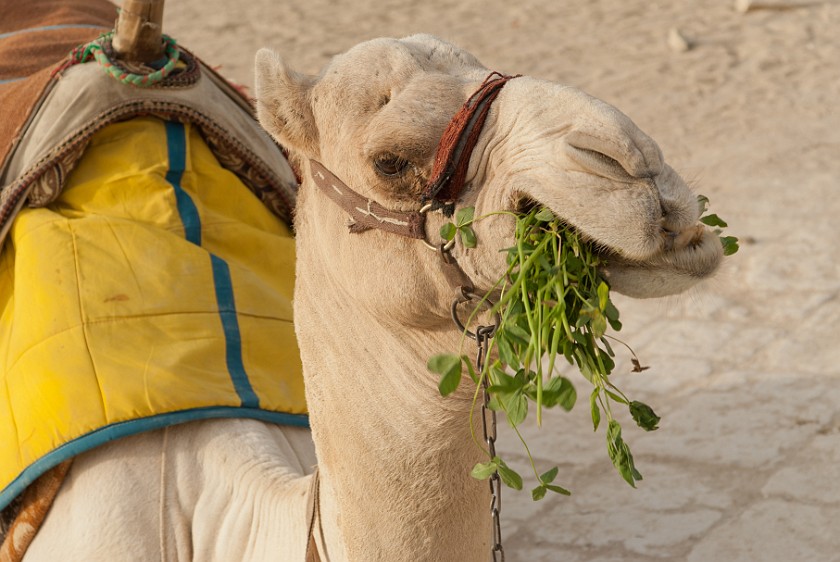Pyramids of Giza. Camel. Cairo. .