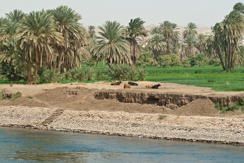Nile Cruise from Aswan to Luxor. Nile shore scenery. between Kom Ombo and Edfu. .