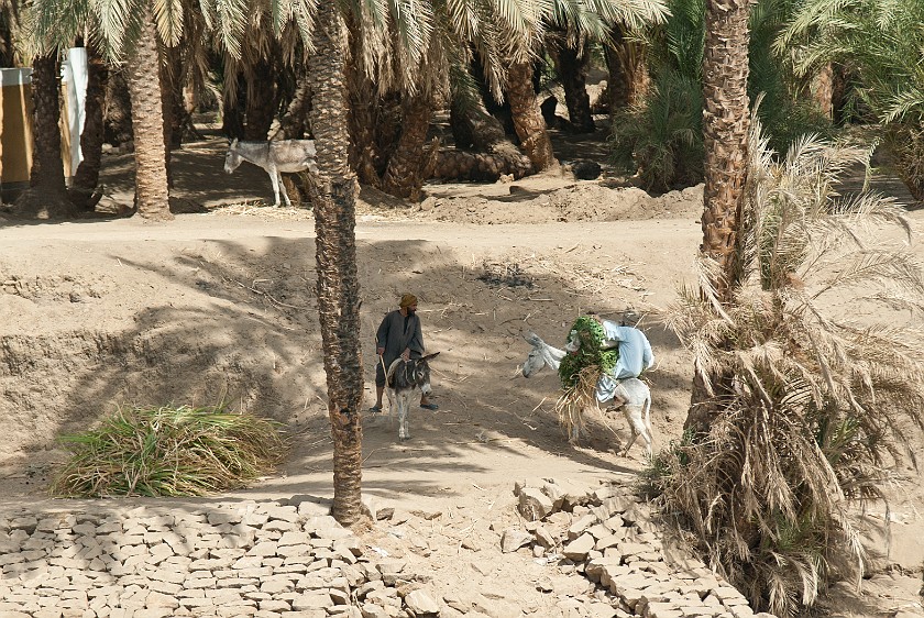 Nile Cruise from Aswan to Luxor. Farmers on donkeys. between Kom Ombo and Edfu. .