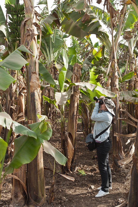 Banana Island. Portrait on the banana plantation. Luxor. .