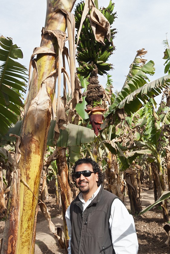 Banana Island. Tour guide on the banana plantation. Luxor. .