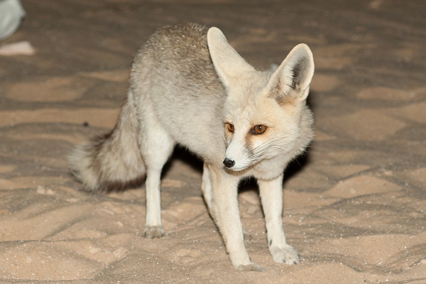 White Desert Safari. Desert fox. near Qasr al-Farafra. .