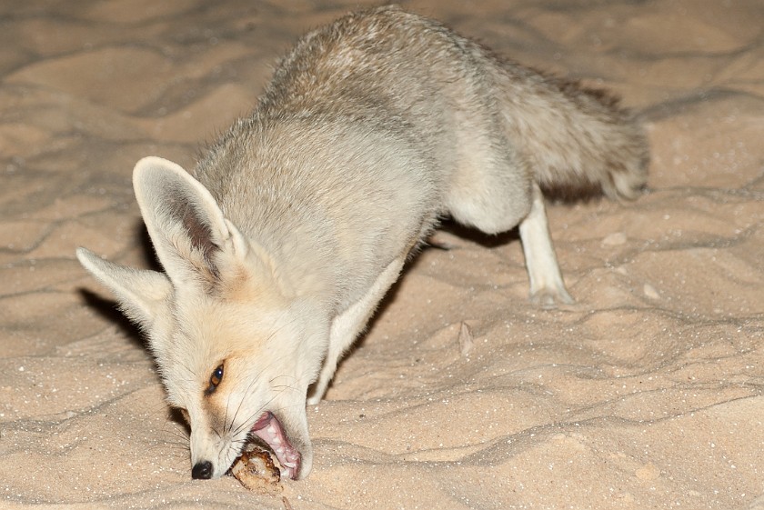 White Desert Safari. Desert fox. near Qasr al-Farafra. .