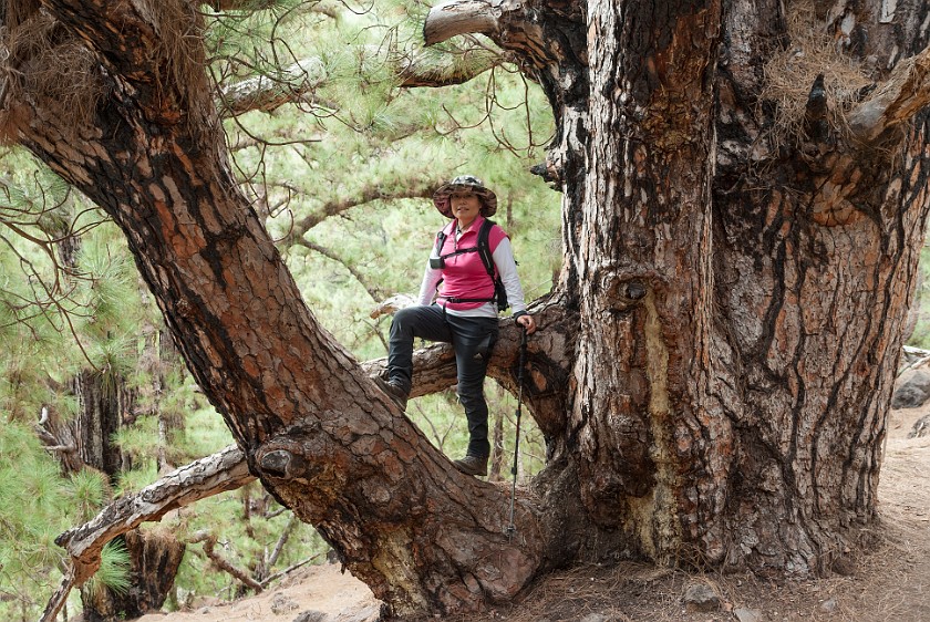 Caldera de Taburiente. Portrait on a big tree. Caldera de Taburiente. .