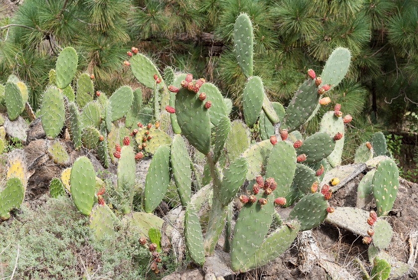 Caldera de Taburiente. Cactus. Caldera de Taburiente. .