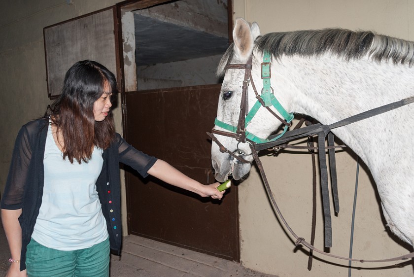 Horseback Riding. Feeding the horse. Caldera del Rey. .