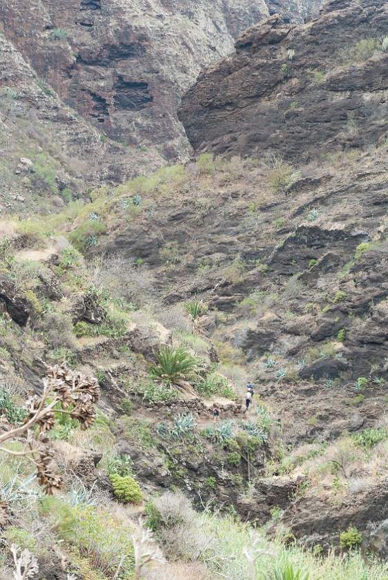 Barranco de Masca. Hiking. Masca. .