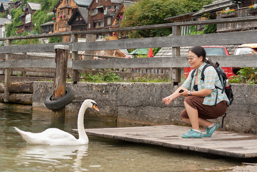 Hallstatt. Portrait with swan. Hallstatt. .