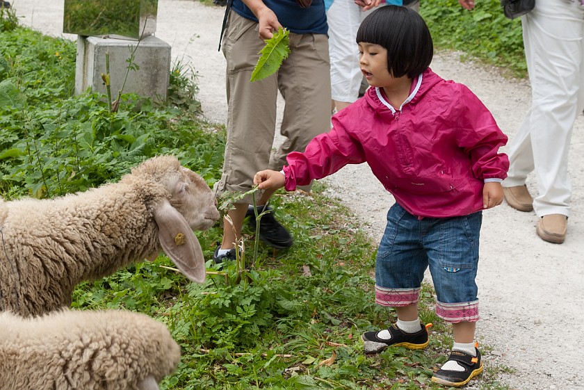 Hallstatt Salt Mine. Friend's daughter feeding a sheep. Hallstatt. .