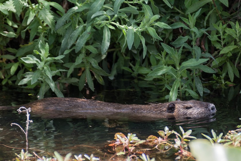 Hula Nature Reserve. Beaver. Hula Valley. .