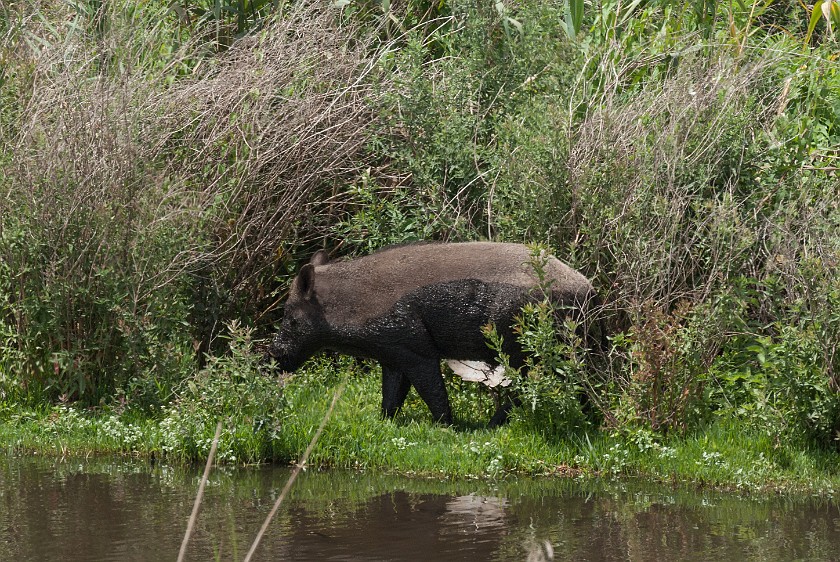 Hula Nature Reserve. Wild boar. Hula Valley. .