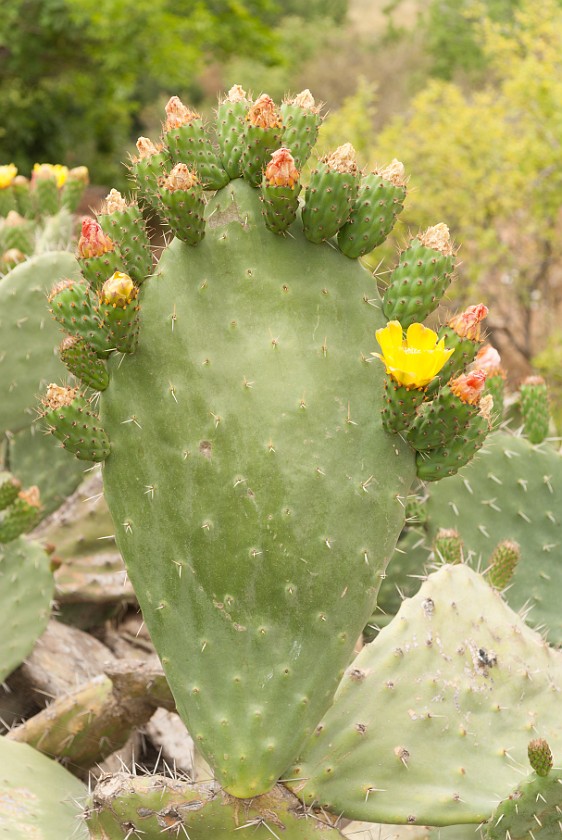 Banias Nature Reserve. Cactus. near Kibbutz Snir. .