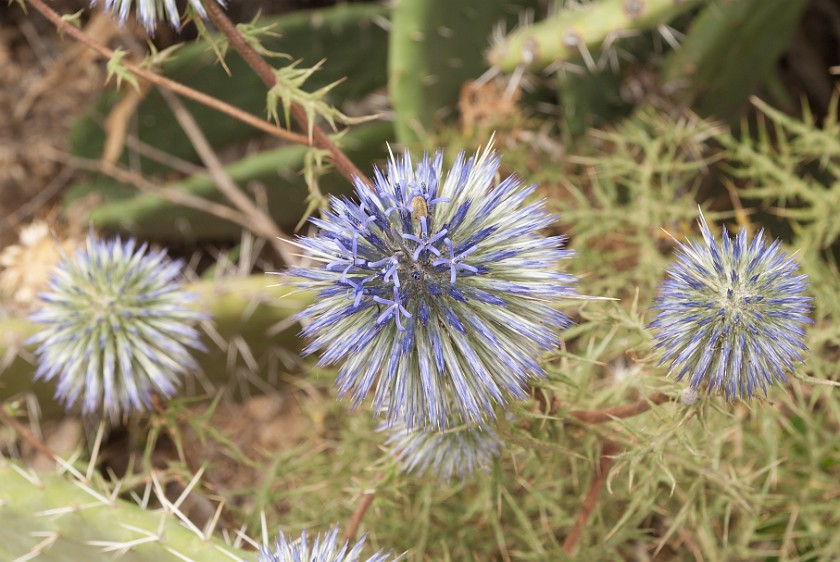 Banias Nature Reserve. Flowers. near Kibbutz Snir. .