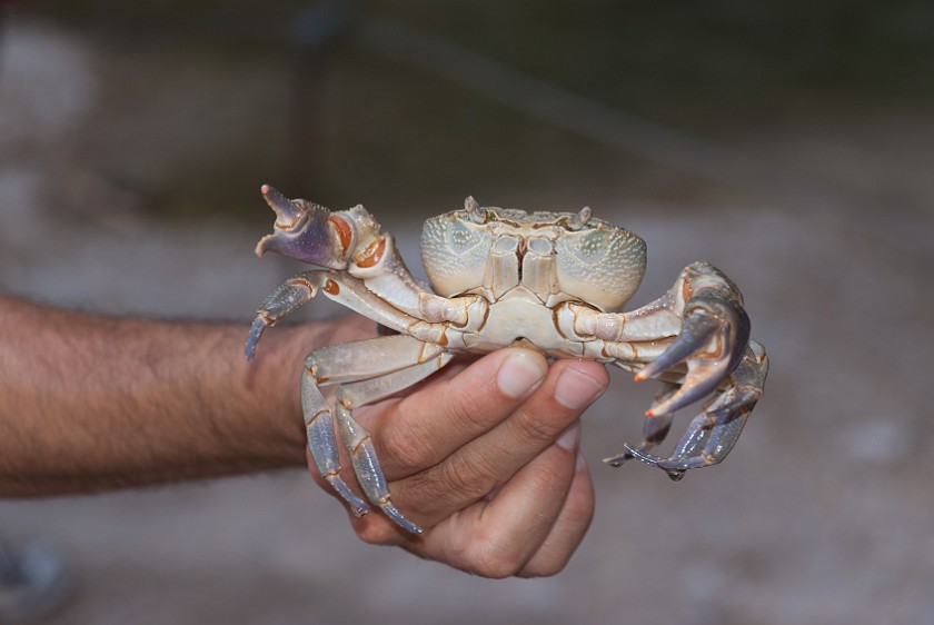 Ein Gedi Nature Reserve. Crayfish. Kibbutz Ein Gedi. .