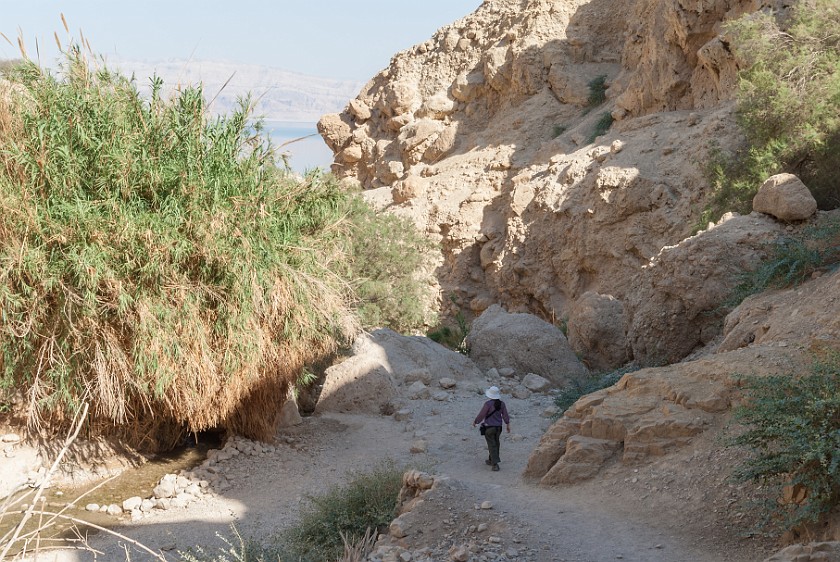 Ein Gedi Nature Reserve. Wadi David. Kibbutz Ein Gedi. .