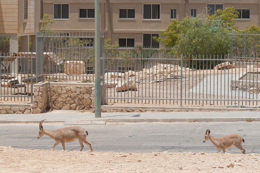 Makhtesh Ramon. Mountain goats. Mitzpe Ramon. .