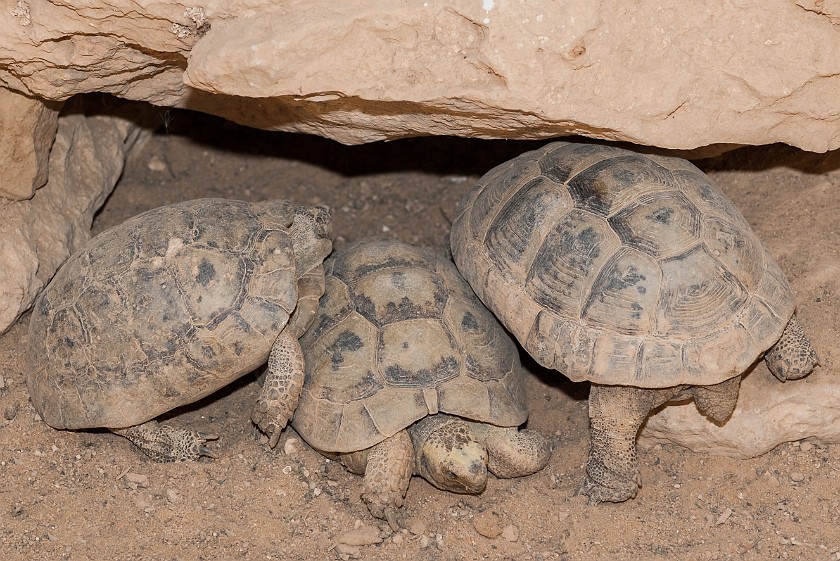 Makhtesh Ramon. Turtles. Mitzpe Ramon. .